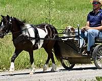 driving-miniature-pony