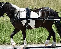 experienced-miniature-pony