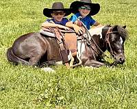 arena-miniature-pony