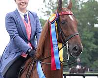 chestnut-star-right-hind-sock-horse