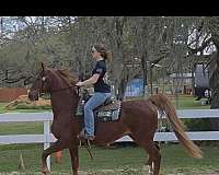 star-right-hind-sock-horse