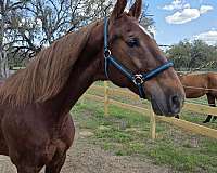 champion-saddlebred-horse