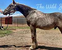 dapple-friesian-horse