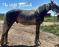 34-friesian-horse