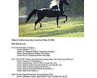 tobiano-black-bay-pony