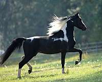 black-bay-pony