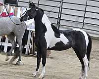 a-shows-shetland-pony