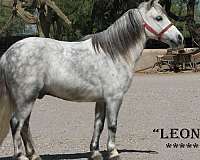 dapple-gray-miniature-horse