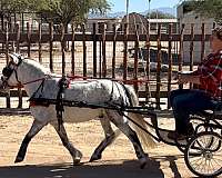 very-gentle-miniature-horse