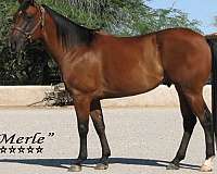 qtr-gelding