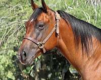 all-around-quarter-horse