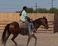 bay-quarter-horse