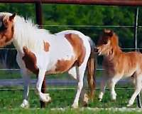 adorable-miniature-horse