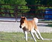 beginner-miniature-horse