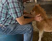 beginner-safe-miniature-horse