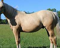 all-around-quarter-horse