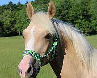 athletic-quarter-horse