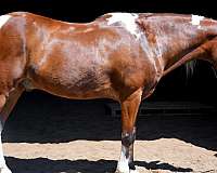 quarter-pony-for-sale