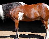 quarter-pony
