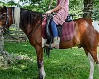 gelding