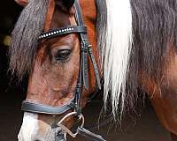 cross-pony