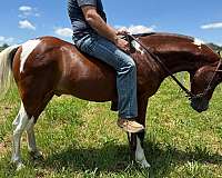 lesson-pony