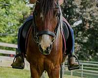 trail-pony