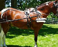 beautiful-bay-pony