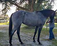 AQHA Appendix Blue Roan Mare