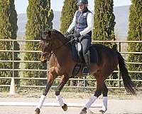 aa-friendly-oldenburg-horse