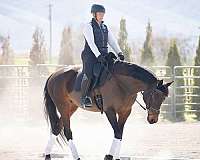 jr-friendly-horse