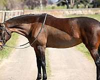 jr-friendly-oldenburg-horse