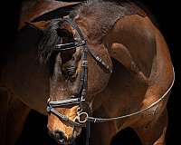 working-equitation-oldenburg-horse