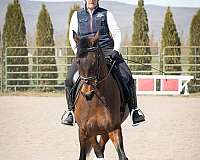 2nd-level-oldenburg-horse