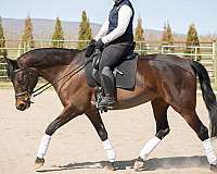 dressage-oldenburg-horse