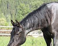 beautiful-filly-azteca-horse