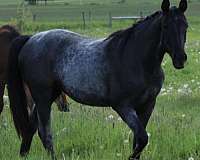 blue-azteca-horse