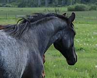 chick-azteca-horse