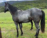 dam-azteca-horse