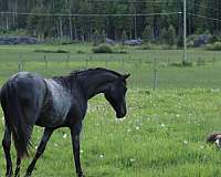 dead-broke-azteca-horse