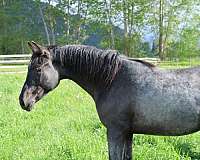 easy-azteca-horse