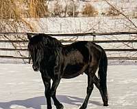 easy-to-catch-azteca-horse