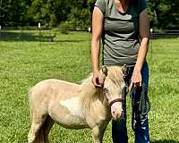blue-eyed-miniature-horse