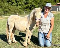 fly-miniature-horse