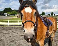 foxhunt-draft-horse