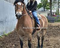 versatile-draft-horse