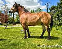 beginnersafe-draft-horse