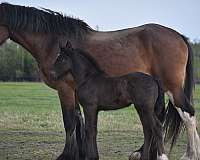friesian-clydesdale-horse