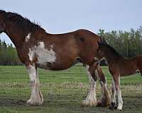 friesdale-clydesdale-horse