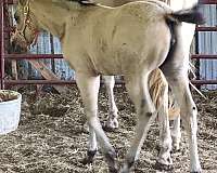 money-arabian-horse
